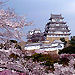 Himeji Castle cherry blossom
