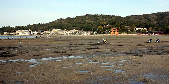 大元浦沖に現れた広大な干潟