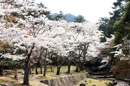 宮島大元公園の桜