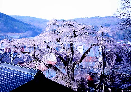 裏山から見る円正寺のシダレザクラ