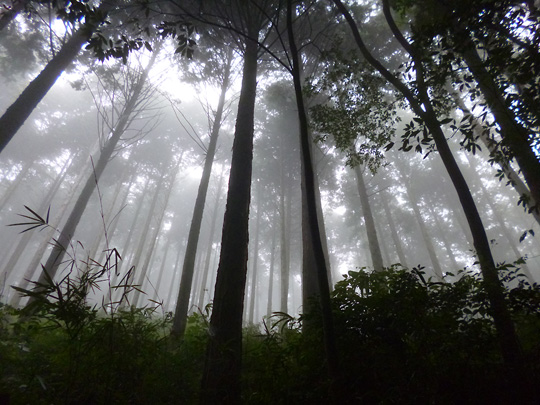 高谷山、あたりの林は霧に包まれて幻想的な風景