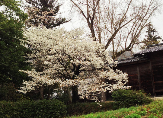 熊野神社　神楽殿裏の桜