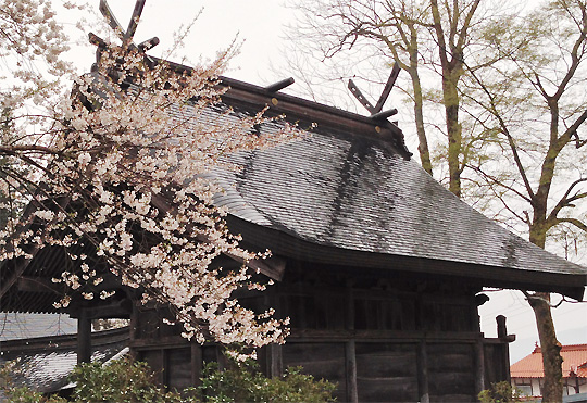 熊野神社の本殿左後ろの桜