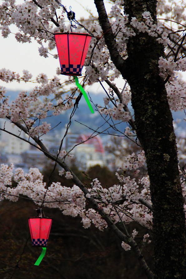 尾関山の桜