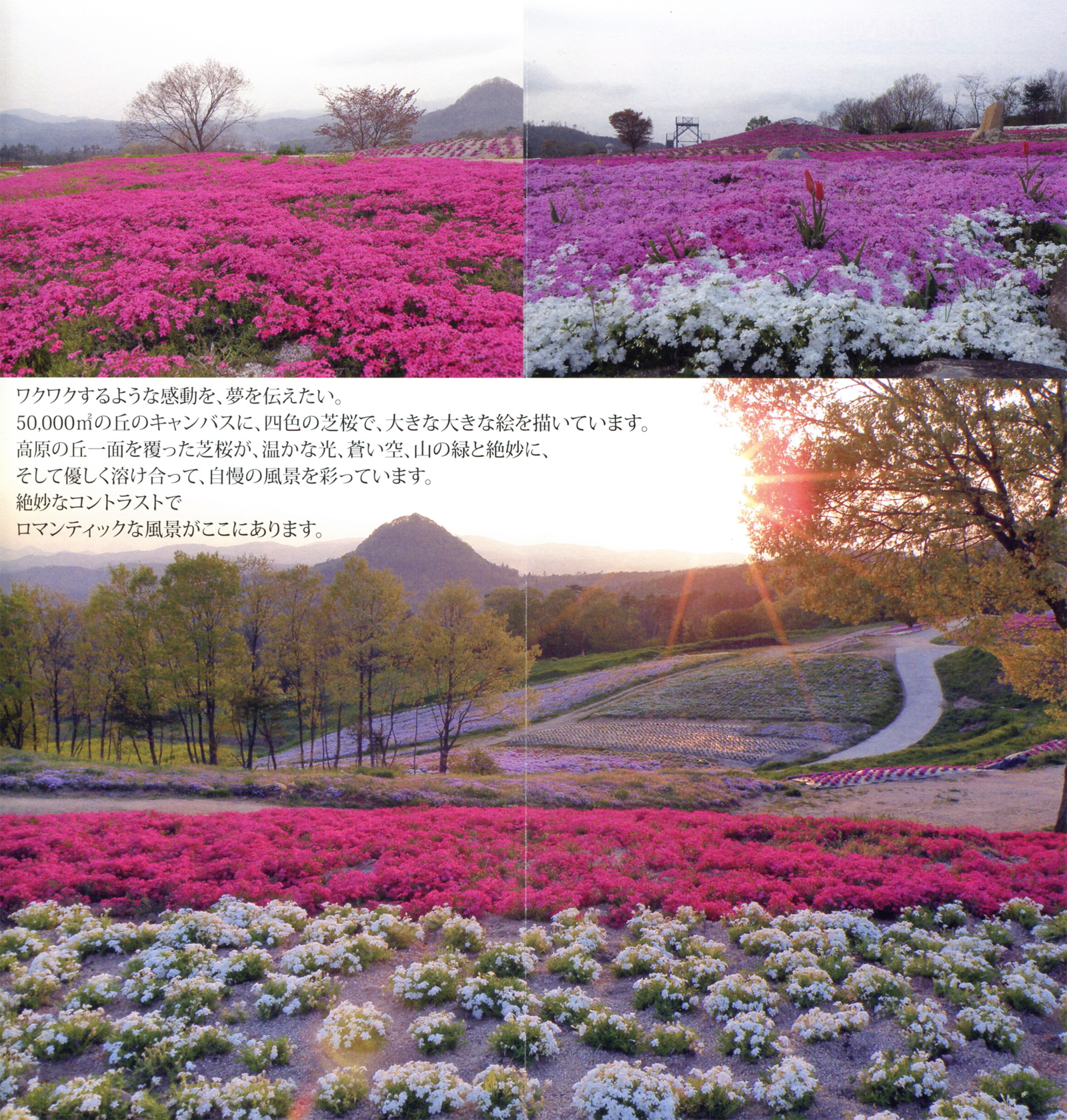 芝桜まつり　花夢の里　シバザクラ写真