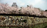 Moat, cherry blossoms, and Himeji Castle