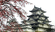 Cherry blossoms and Himeji Castle in the west