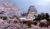 Himeji Castle  Cherry blossoms