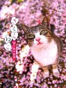 さくらねこ―猫と桜の物語