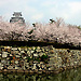 Himeji Castle moat and Cherry