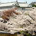 The KESHO Tower and cherry blossoms - Himeji Castle