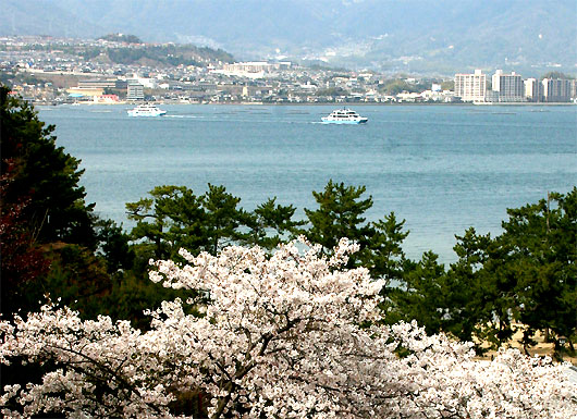 桜と宮島航路のフェリー