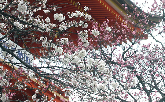 清水寺仁王門の桜