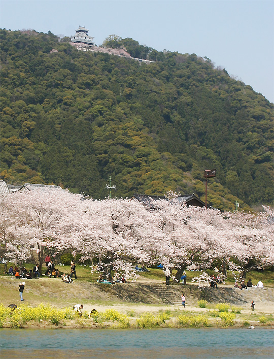 岩国　桜