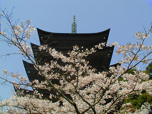瑠璃光寺　五重塔と桜