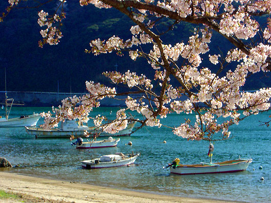 温泉津港の桜