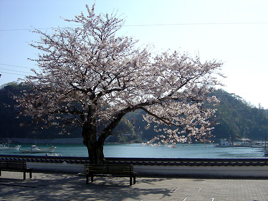 温泉津港の桜