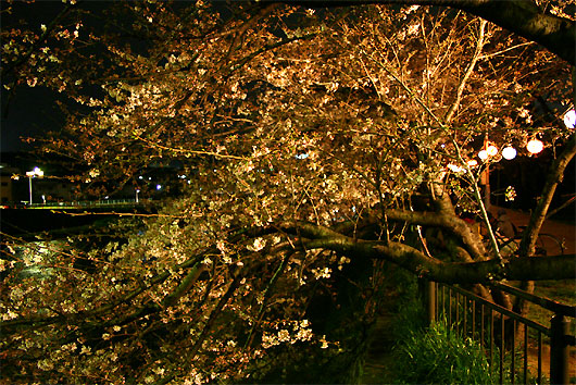 塩小路橋の夜桜