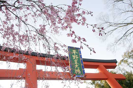 平野神社の鳥居の周りも桜
