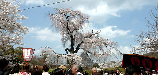 円山公園の祇園枝垂桜と観光客