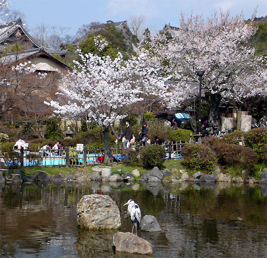 丸山公園の池と桜