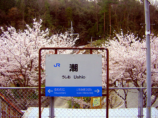 三江線潮駅の桜
