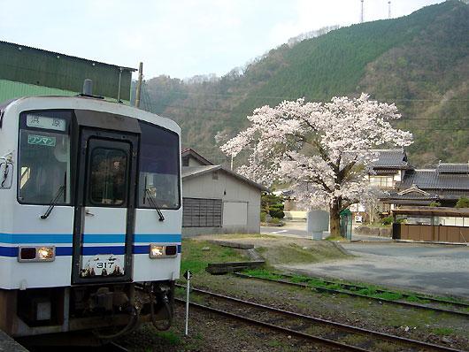 三江線浜原駅の桜