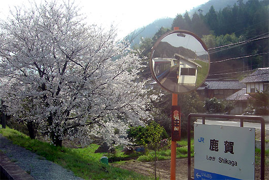 三江線鹿賀駅の桜