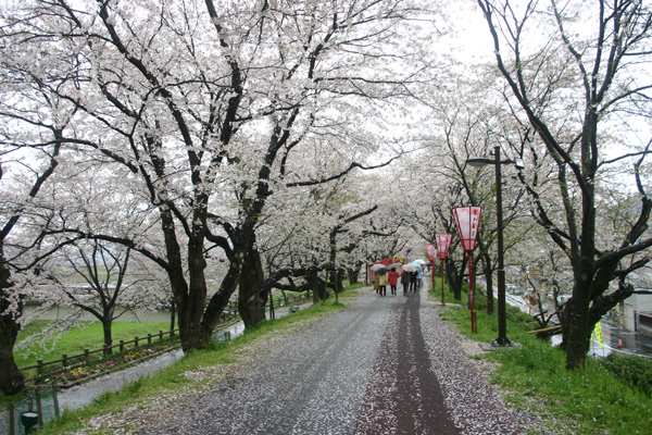 雨で散る木次の桜