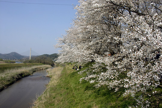 木次堤防の桜