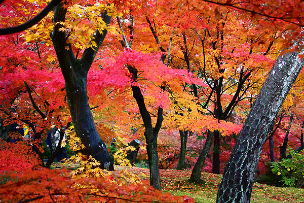 東福寺　鮮やかなモミジ紅葉