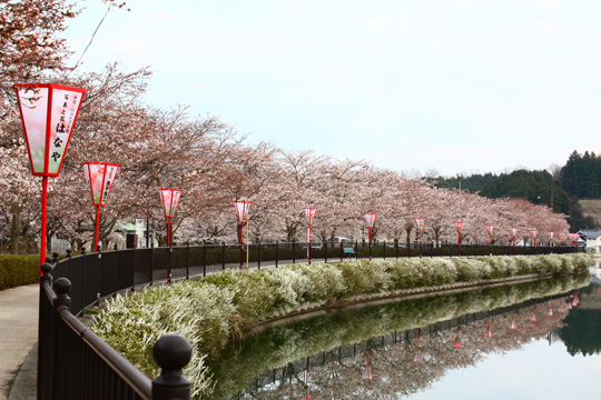 庄原　上野公園　桜