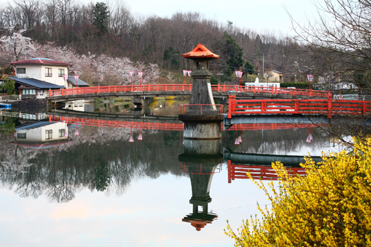 上野池　橋と常夜灯と　桜