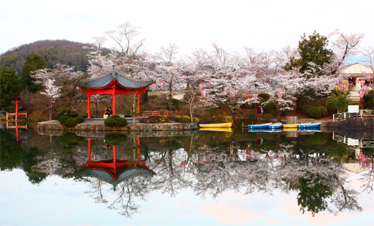 庄原上野公園　上野池　岬の　桜