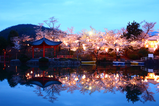 庄原上野公園　上野池　岬の　夜桜