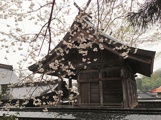 熊野神社の本殿左側の桜