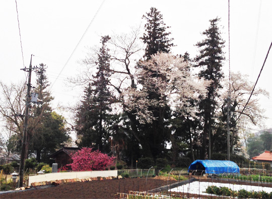 熊野神社の本殿左側の桜