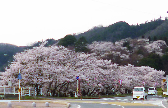 三次の桜　尾関山