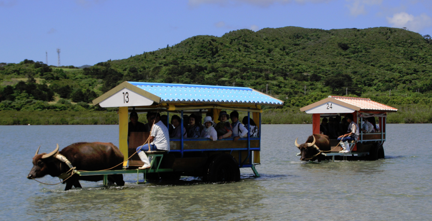 水牛車で海を渡る観光客