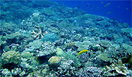 ヤマブキベラと珊瑚