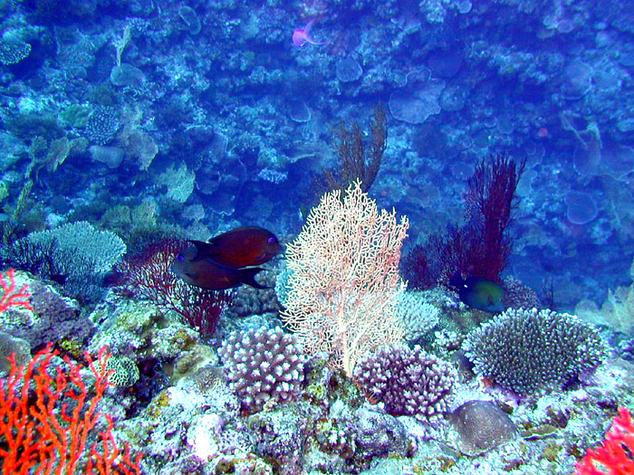 珊瑚の谷　ケラマ