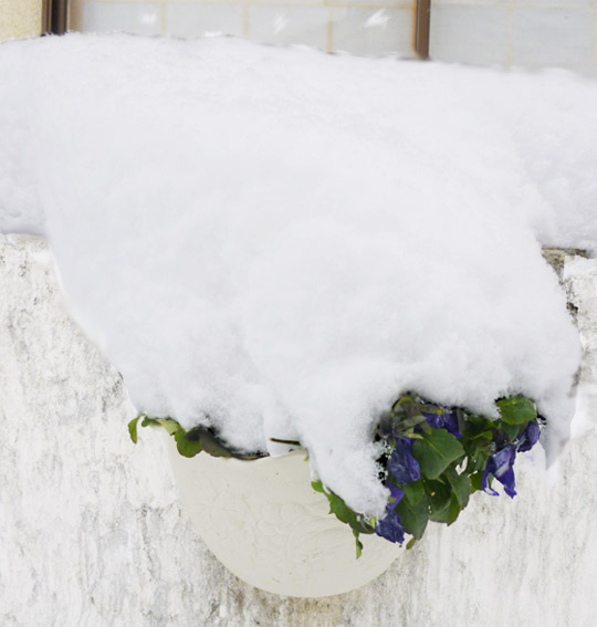 パンジーの鉢の上に雪が17cm