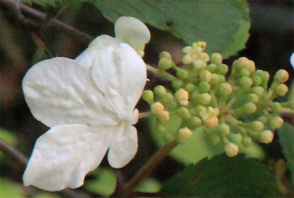 ヤブデマリの花