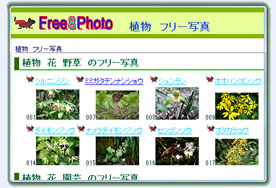 植物　フリー写真